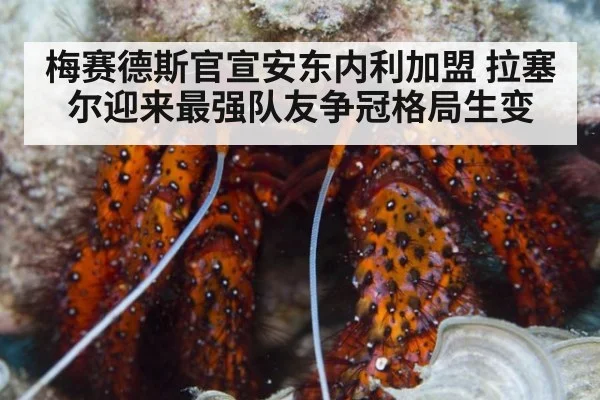 梅赛德斯官宣安东内利加盟 拉塞尔迎来最强队友争冠格局生变